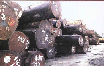 Maderas y Chapas Lauroba, S.L. Imagen_2 Maderas y Chapas Lauroba, S.L.