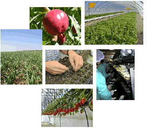 Plantas de Navarra, S.A. Imagen_1 Plantas de Navarra, S.A.